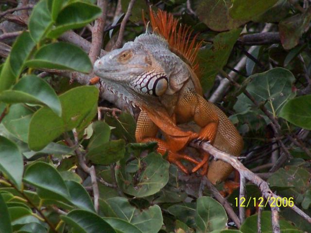 Dominant Male Iguana iguana